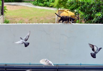 Cat among the pigeons