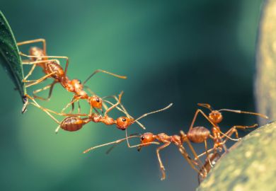 Ants working together to make a bridge