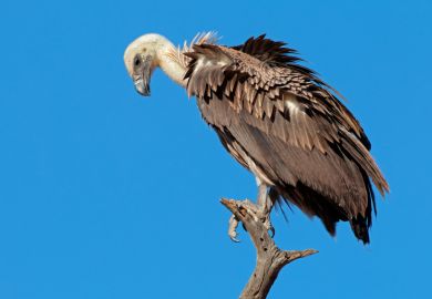 A white-backed vulture (Gyps africanus) on a branch against a blue sky, South Africa