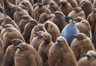King penguin creche