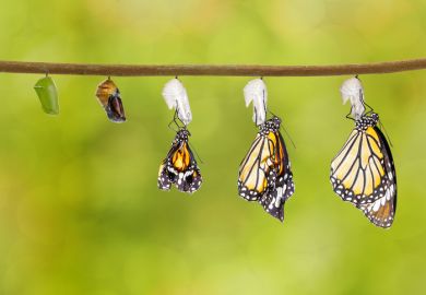 Butterflies emerge from their chrysalises