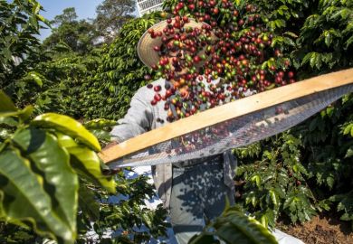 harvesting coffee Brazil