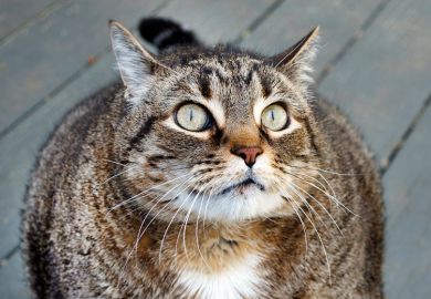 Fat cat looking angry