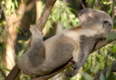 Lazy koala