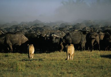 Lion stalking buffalo in Botswana. To illustrate how the recent skills White Paper could mean breaking up the current university system, and possibly remove some universities from doing research. Lion stalking buffalo in Botswana. To illustrate how the recent skills White Paper could mean breaking up the current university system, and possibly remove some universities from doing research.