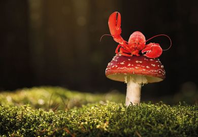 lobster mushroom