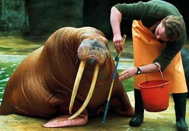 Man measuring walrus