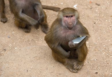 monkey holding phone