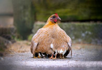 Mother hen with baby chicks protected beneath her wings, with only their legs visible. To illustrate young, specialist providers taken under the wing of an established university.