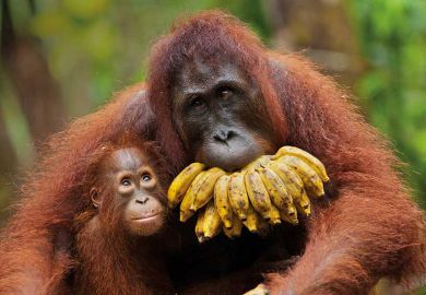 Orangutan with baby and bananas