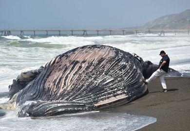 Beached whale