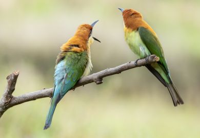 pair of birds on a tree branch Image of a pair of birds on a tree branch as a symbol for international students at university branch campuses