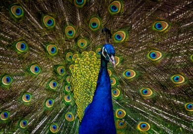 peacock