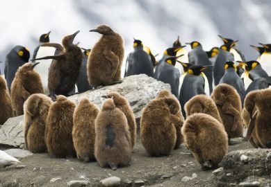 Juvenile penguins huddling