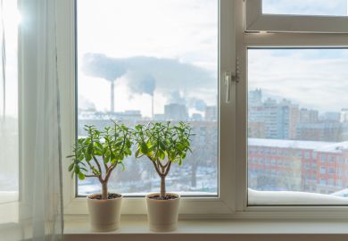 Plants on a windowsill Plants on a windowsill