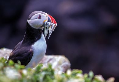 Puffin with fish in beak