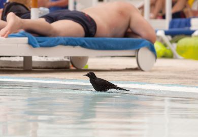 Raven in swimming pool