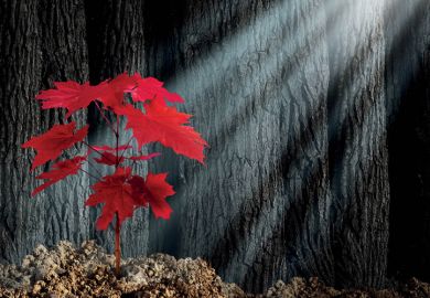 Red maple leaves lit by ray of sunlight