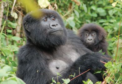 Resting mountain gorilla with infant Resting mountain gorilla with infant
