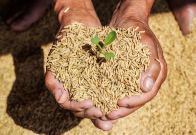 A farmer holds a handful of rice seeds with a shoot growing out of one of them
