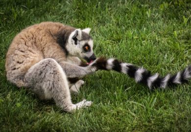 Ring-tailed lemur licking tail Ring-tailed lemur licking tail