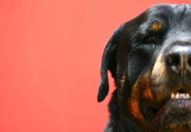 Rottweiler guard dog