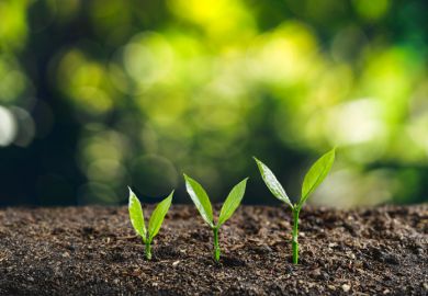 Three saplings growing