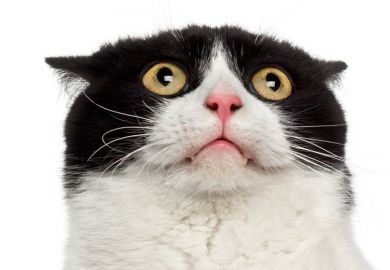 Scared/startled cat looking up