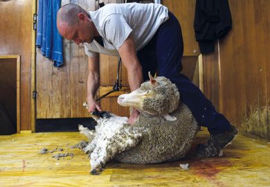 Shearing a sheep