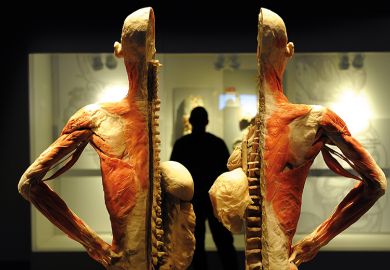 Model of human body split down the middle