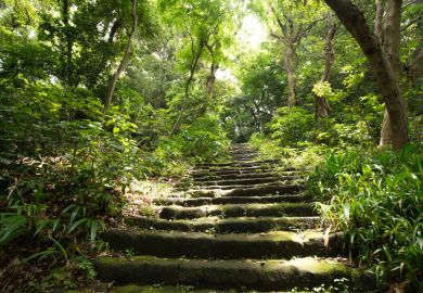 Stairs in a forest