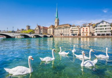 Swans on river Limmat, Zurich, Switzerland