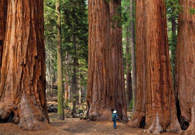 A group of redwood trees