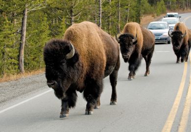 Bison on road, Yellowstone