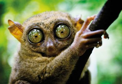 Tarsier has eyes that are larger than it's brain. Bohol island, Philippines Tarsier has eyes that are larger than it's brain. Bohol island, Philippines