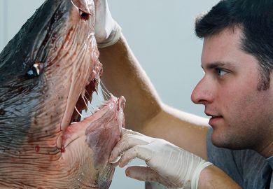 Researcher examines tiger shark