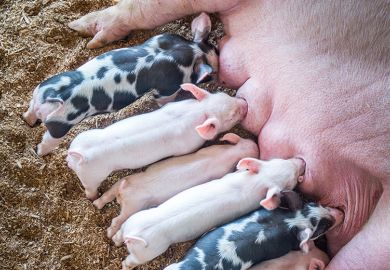Piglets feeding