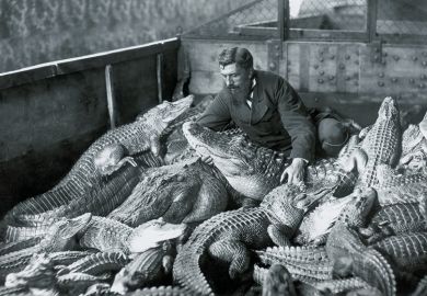 Man with alligators