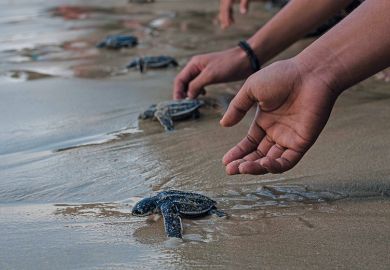 Releasing young turtles on beach