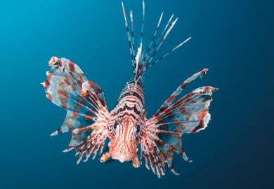 fish_close up_undersea_strips_fins out