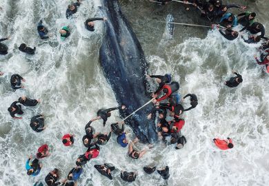 Whale rescue Whale rescue