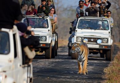 Tourists looking at tiger