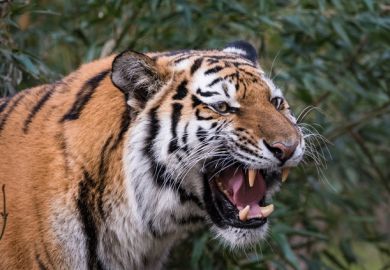 A tiger roaring, symbolising resistance