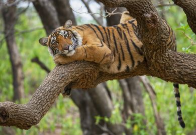 A tiger sits on a tree branch, illustrating the perils of setting up an Indian branch campus