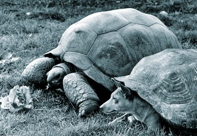 Extra time claims ‘routinely abused’ Dog pretending to be tortoise