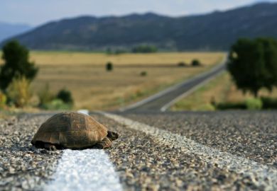 A tortoise starts to cross a road