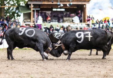 Two bulls with locked horns