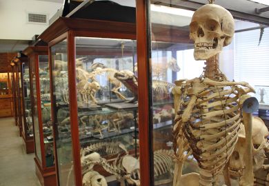Zoological specimens displayed in glass cabinets inside The Alfred Denny Zoological Museum at The University of Sheffield, UK to illustrate niversities ‘risk grinding to a halt’ as job cuts deepen