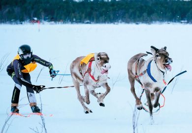 Two reindeer and their jockey chase along an animal that runs loose as they approach the finish line to illustrate Finns float plans for tuition fees for second degrees