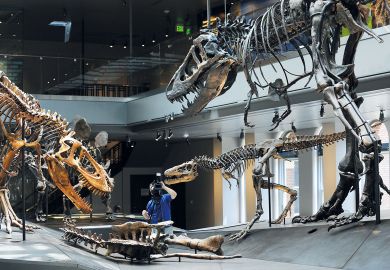 A cameraman sets up a shot of a Tyrannosaurus rex to illustrate Stanford exit fallout grows 